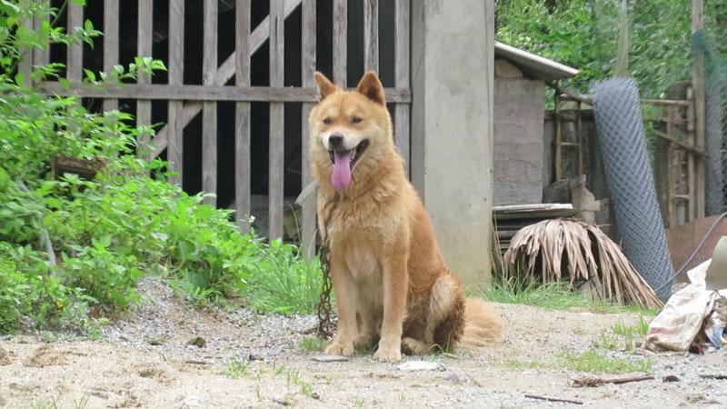 Chó cỏ là giống chó thuần chủng Việt Nam