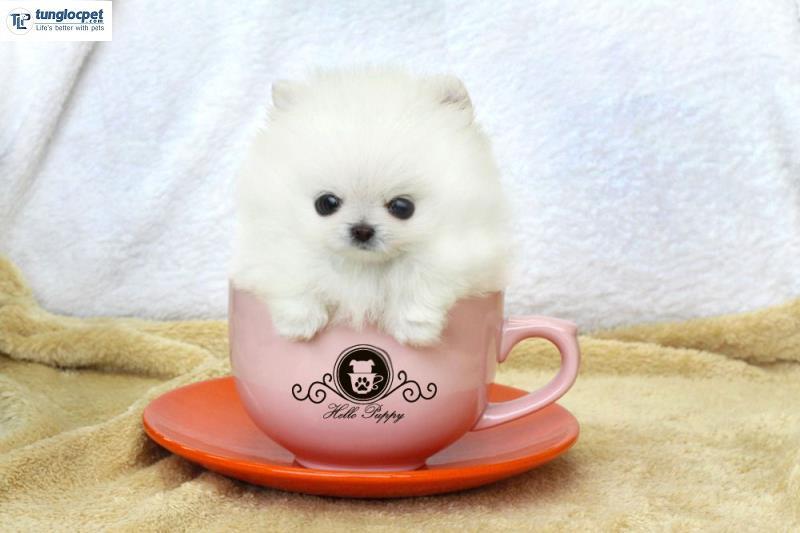 Chó Teacup Pomeranian giá bao nhiêu? Có nên mua giá rẻ không?