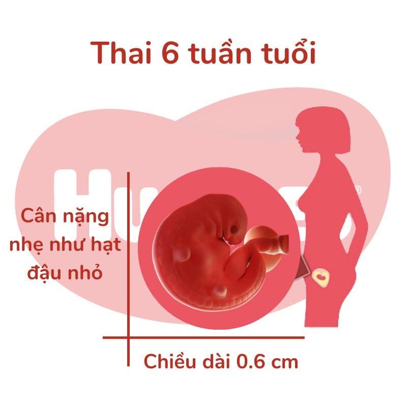 Thai nhi 6 tuần tuổi phát triển như thế nào? Lưu ý khi siêu âm và dưỡng thai