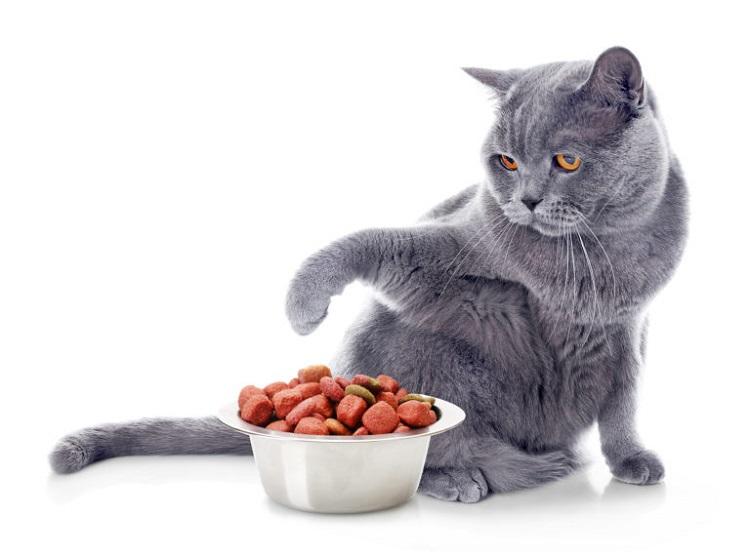 Top 12 Thức ăn hạt cho mèo tốt nhất 2023 không thể bỏ qua