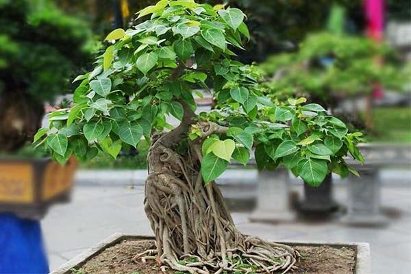 Cây cảnh bonsai có nhiều ý nghĩa giá trị