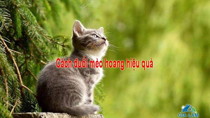 cách đuổi mèo hoang hiệu quả