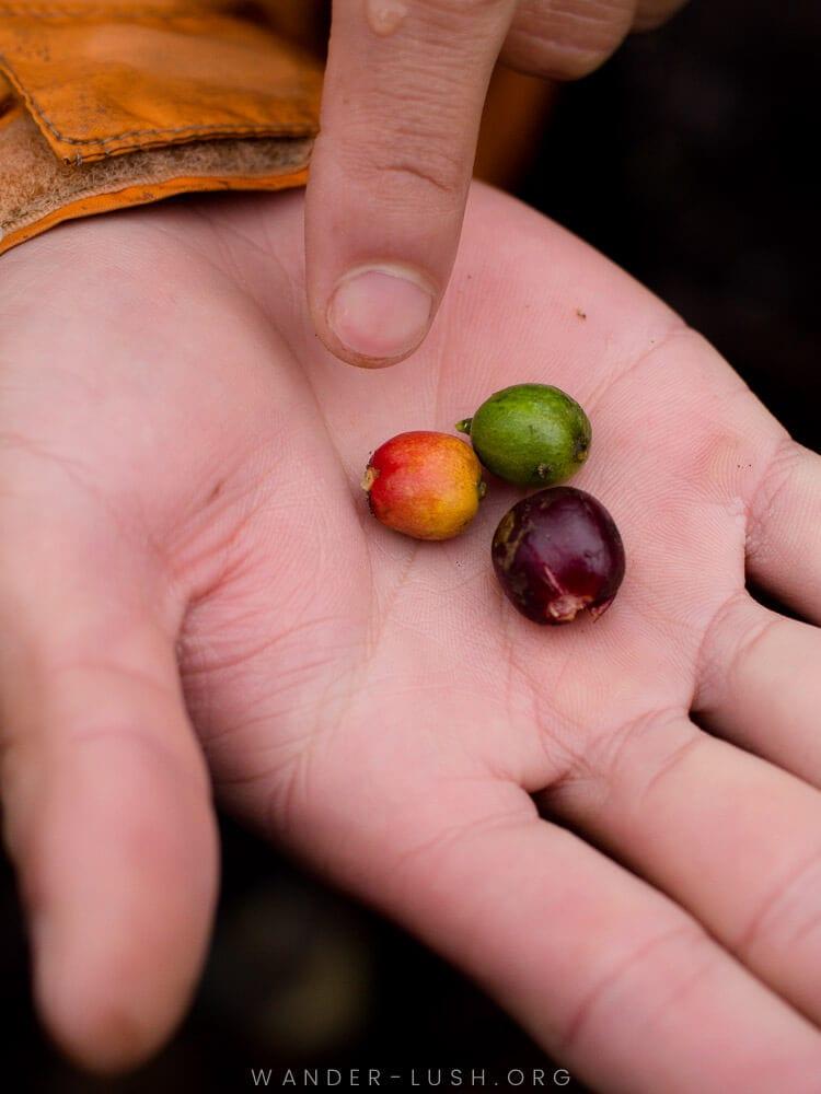 A man in Dalat, vietnam holds out three coffee beans in his hand.