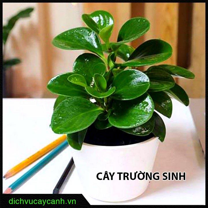 Cây Trường Sinh