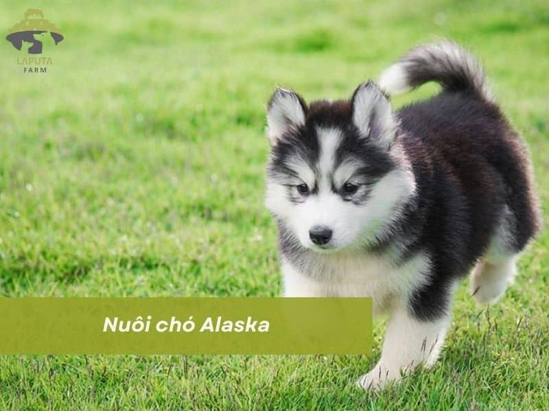 Nuôi chó Alaska