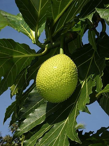 Sa kê