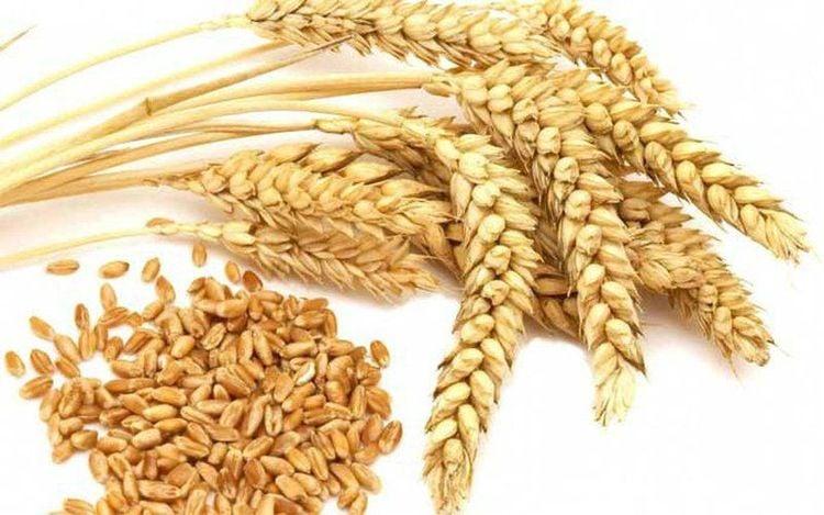 Bia được nấu chủ yếu từ lúa mạch nha